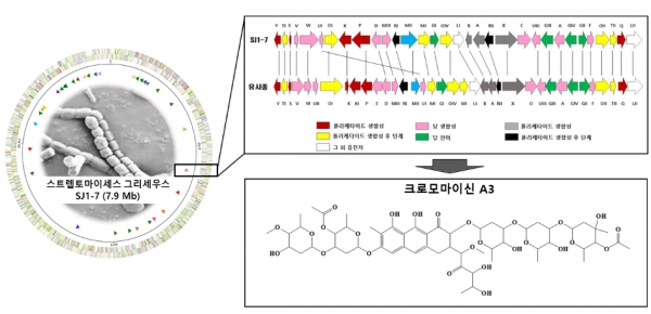 스트렙토마이세스 그리세우스 SJ1-7 유전체 지도, 크로모마이신 A3의 생합성 유전자 클러스터와 화학구조 [국립생물자원관 제공]