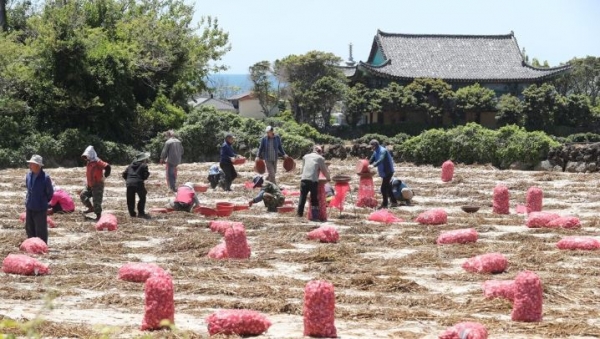 마늘 수확하는 제주 농민들(제공=연합뉴스)