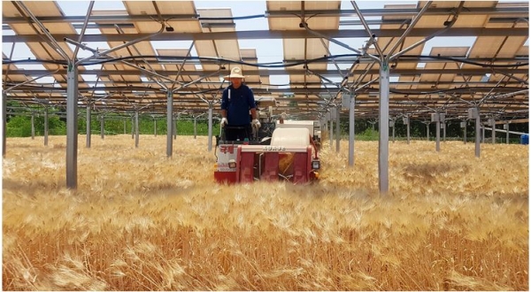 영농형 태양광이 설치된 농지에서 농민이 트랙터를 운전하고 있다 [한화큐셀 제공]