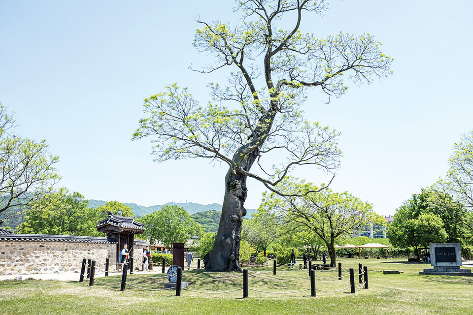 조선시대 3대 읍성으로 불리는 해미읍성과 해미읍성의 명물인 회화나무