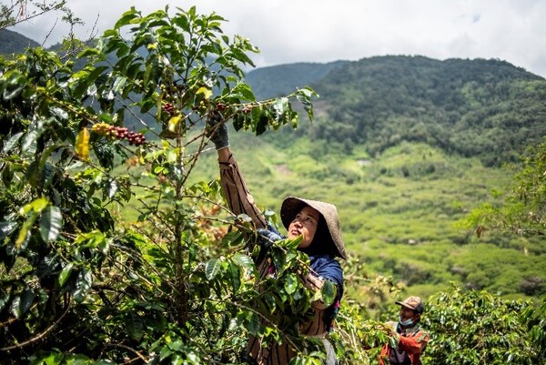 인도네시아의 공정무역 인증 커피 생산자