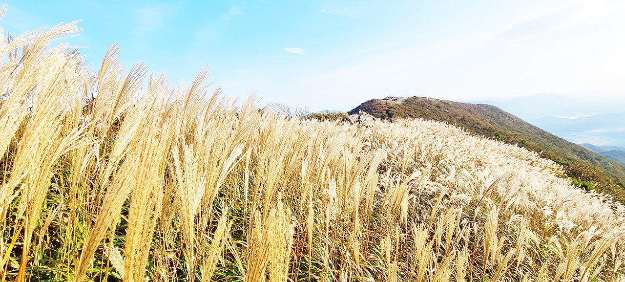 보령 오서산 [국립자연휴양림]