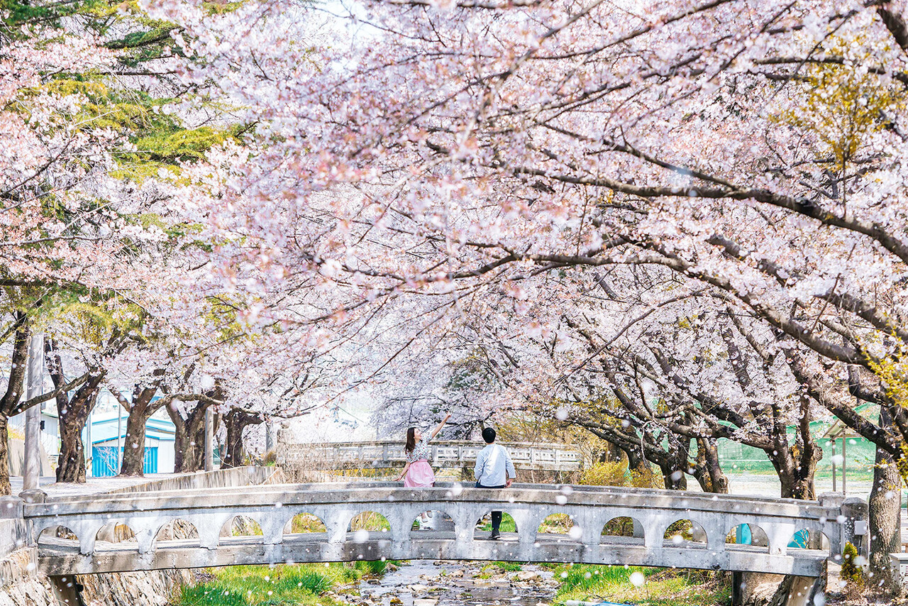 꽃대궐을 연상케 하는 봄의 덕천서원에서는 어디서든 인생 사진을 건질 수 있다. 
