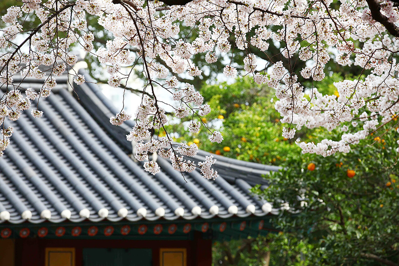 국가지정문화재 사적으로도 지정된 삼성혈은 탐라국의 시조인 삼신인(三神人)이 처음 나타난 제주도 원주민의 발상지다.