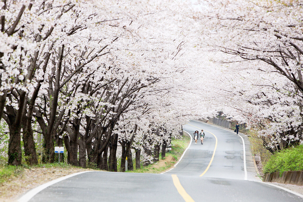 화개에서 쌍계사에 이르는 십리벚꽃길은 흐드러진 벚꽃을 감상하기 위해 전국에서 상춘객들이 모여드는 하동의 명소다. [한국관광공사]