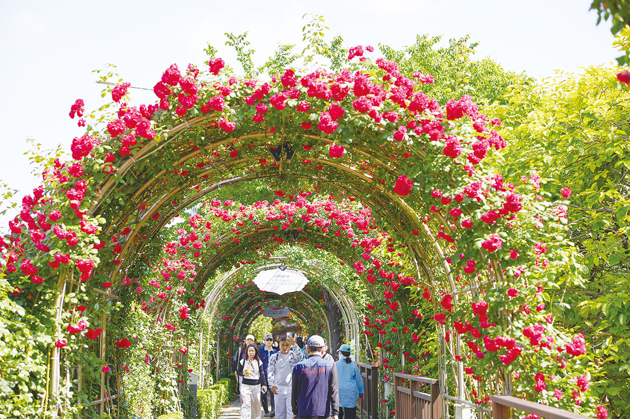 서울 중랑장미공원-중랑문화재단